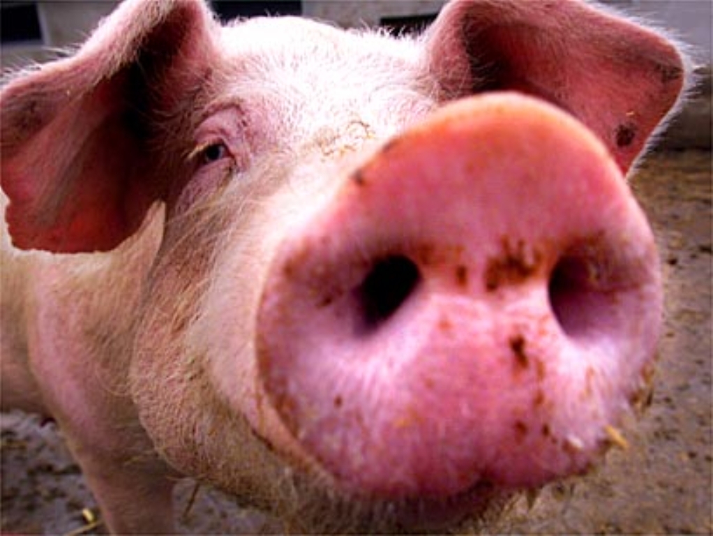 pig%20nose1.jpg