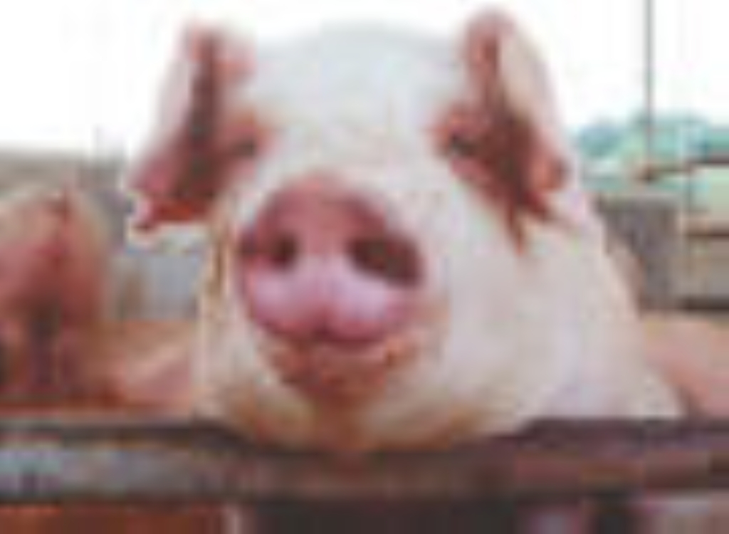 pig%20nose2.jpg