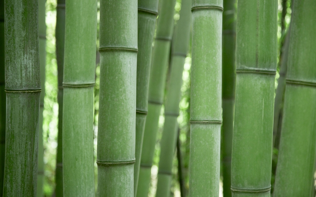 Bamboo%20Grove_preview.jpg