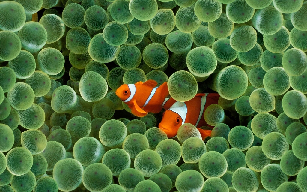 Clown%20Fish_preview.jpg