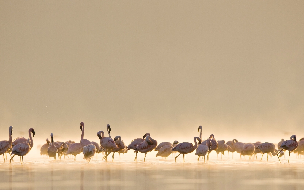 Flamingos_preview.jpg