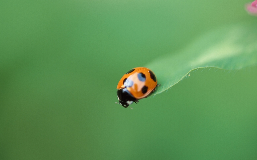 Ladybug_preview.jpg