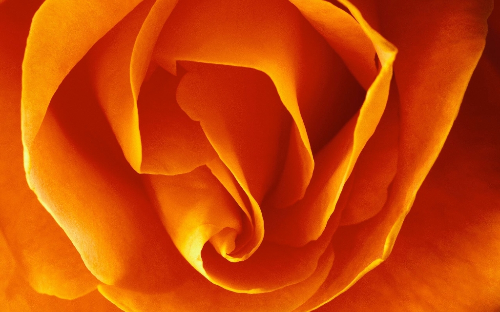 Petals_preview.jpg