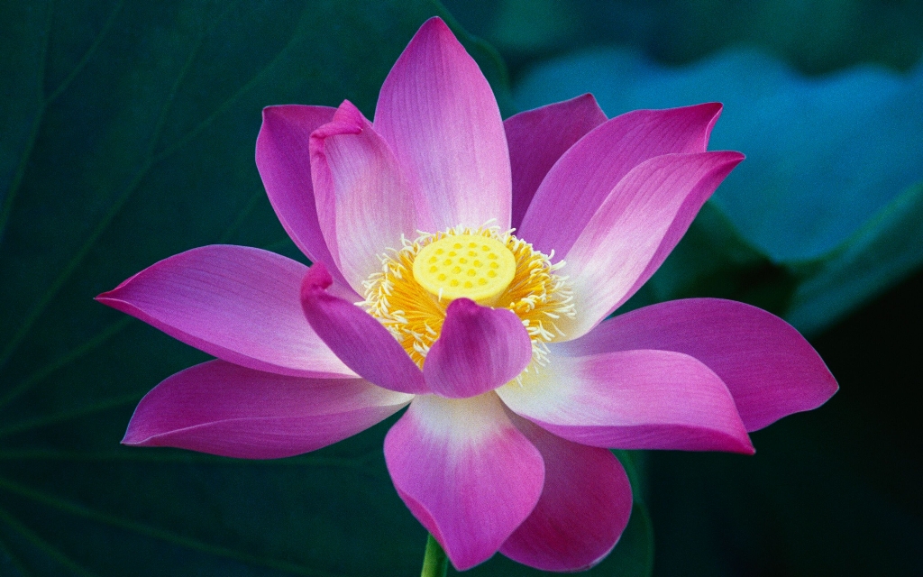 Pink%20Lotus%20Flower_preview.jpg