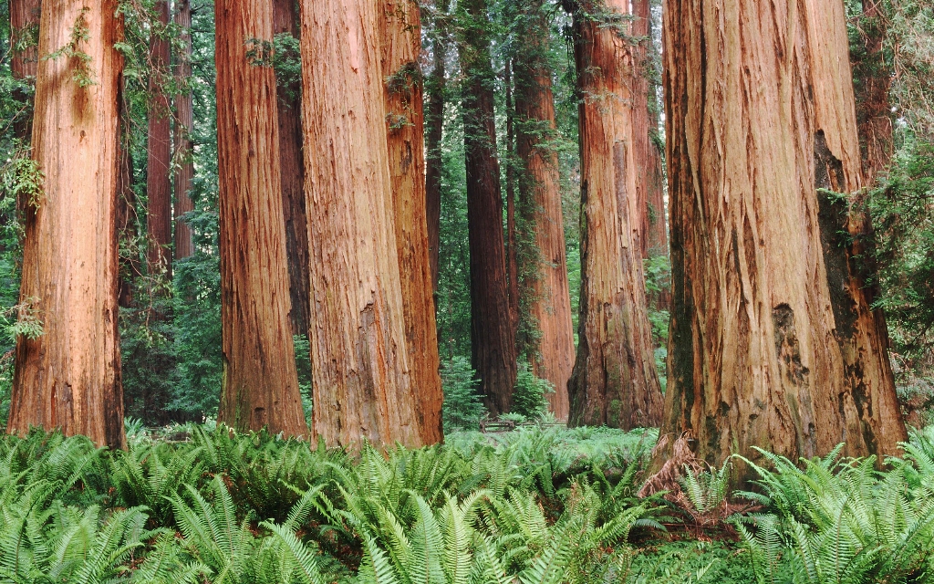 Redwoods_preview.jpg