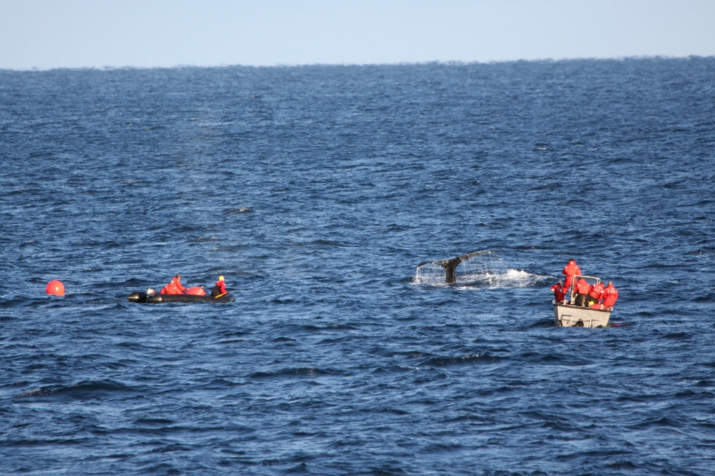 right-whale-fluke-12-12-2005.jpg