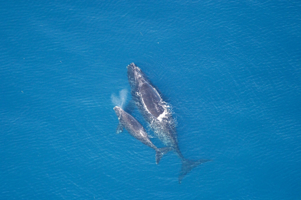 whale-calve-fwc-0213-2005.jpg