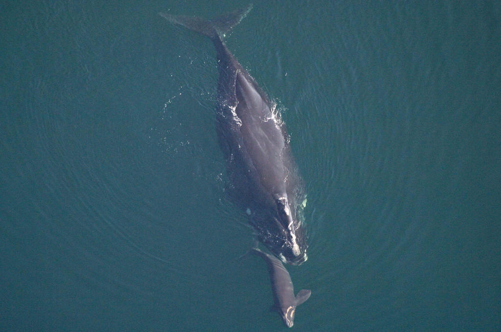whale-calve-gadnr.jpg