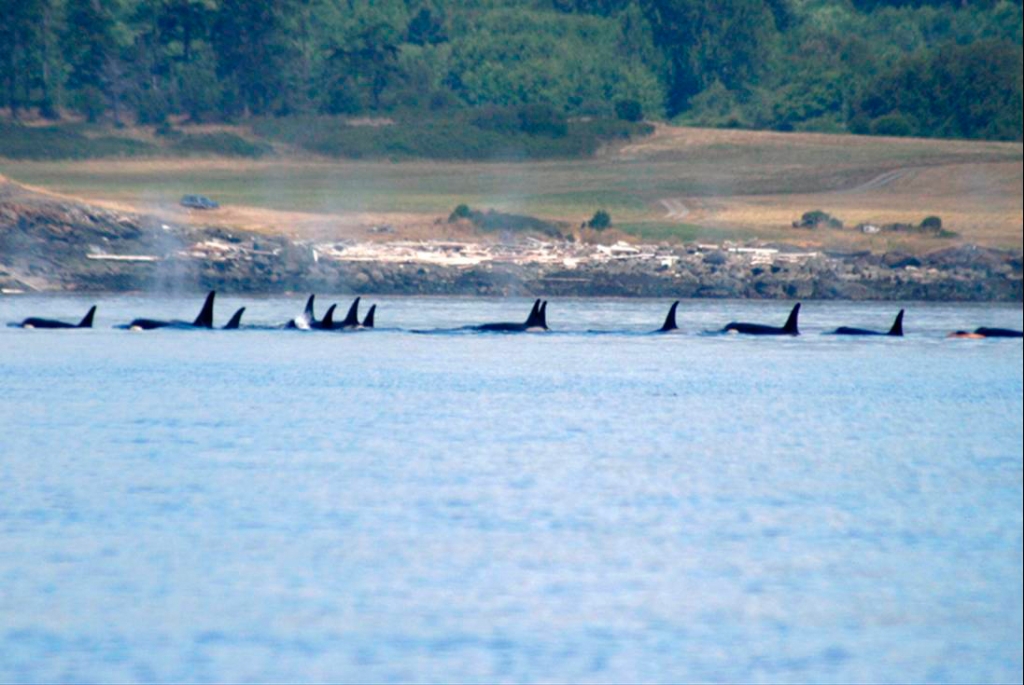 whales.jpg
