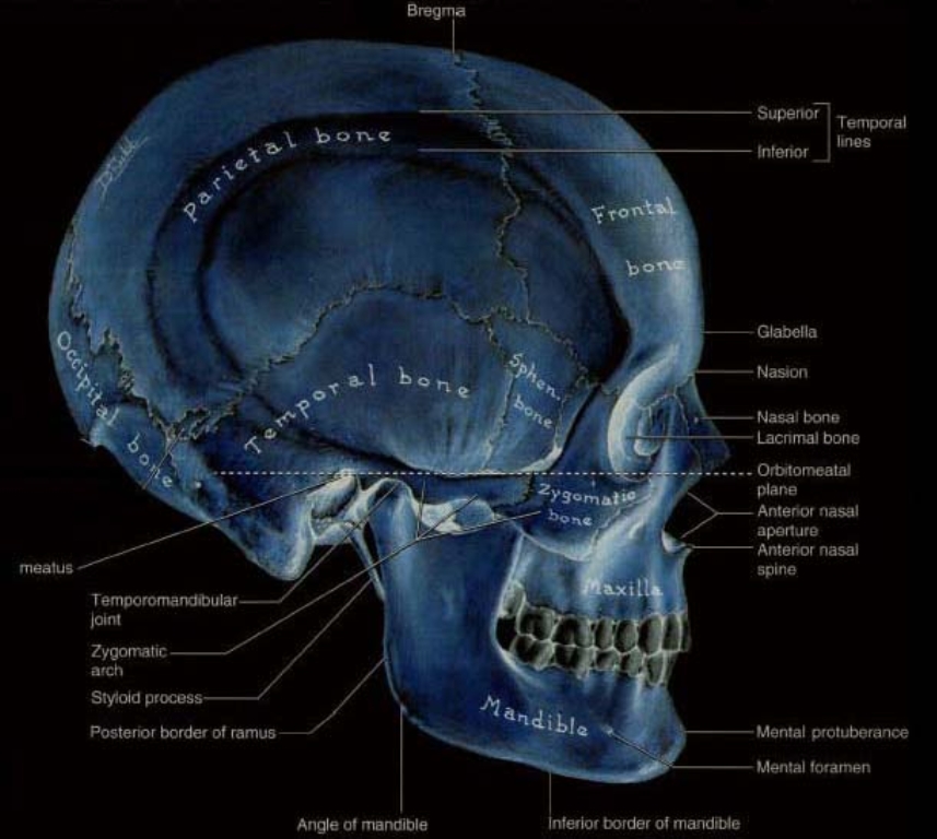 cran-anatomical.jpg