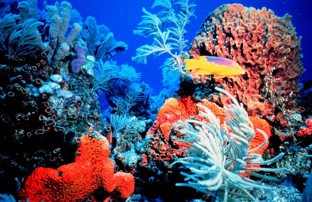 reef-floridakeys.jpg