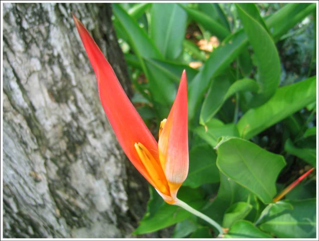 tropical-20flower.jpg