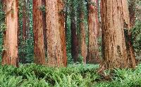 Redwoods_preview.jpg