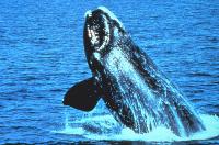 right-whale.jpg