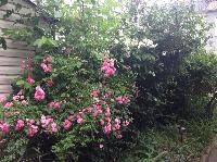 IMG_4317.JPG