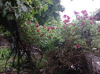 IMG_4318.JPG