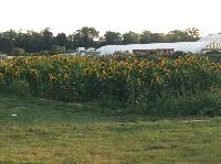 IMG_7937.JPG