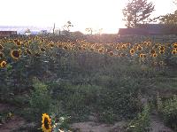 IMG_7963.JPG