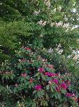 IMG_9754.JPG