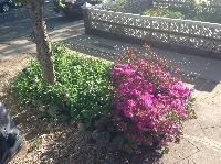 IMG_4558.JPG