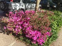 IMG_4559.JPG