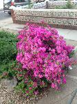 IMG_4772.JPG