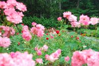 DSC_1551.JPG