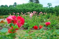 DSC_1561.JPG