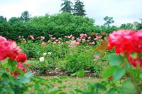 DSC_1571.JPG