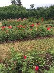 IMG_0657.JPG