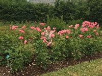IMG_0660.JPG