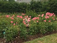 IMG_0661.JPG