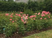 IMG_0662.JPG
