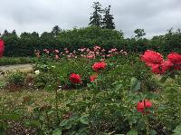 IMG_0715.JPG