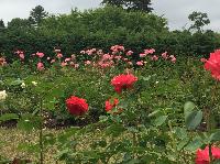 IMG_0718.JPG