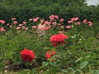 IMG_0725.JPG