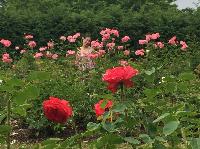 IMG_0726.JPG