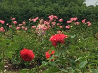 IMG_0727.JPG