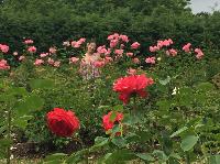 IMG_0729.JPG