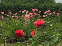 IMG_0730.JPG