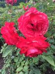 IMG_0735.JPG