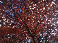 IMG_2135.JPG