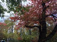 IMG_2421.JPG