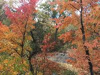 IMG_2447.JPG