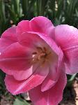 IMG_4900.JPG