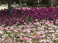 IMG_4928.JPG