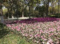 IMG_4930.JPG