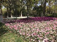 IMG_4931.JPG