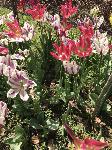 IMG_5080.JPG