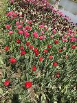 IMG_5082.JPG